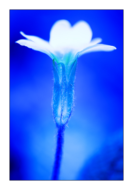 Blue Primrose 1